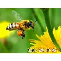 Пчелиные плодные (меченые) матки и пчелопакеты карпатка